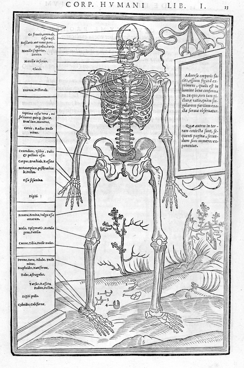 Menneskeskelet, forreste del. Anatomisk plade af "" De dissectione partium corporis humani libri tre... "" Carlo Stefano Riverio, Paris 1545 af Unknown artist
