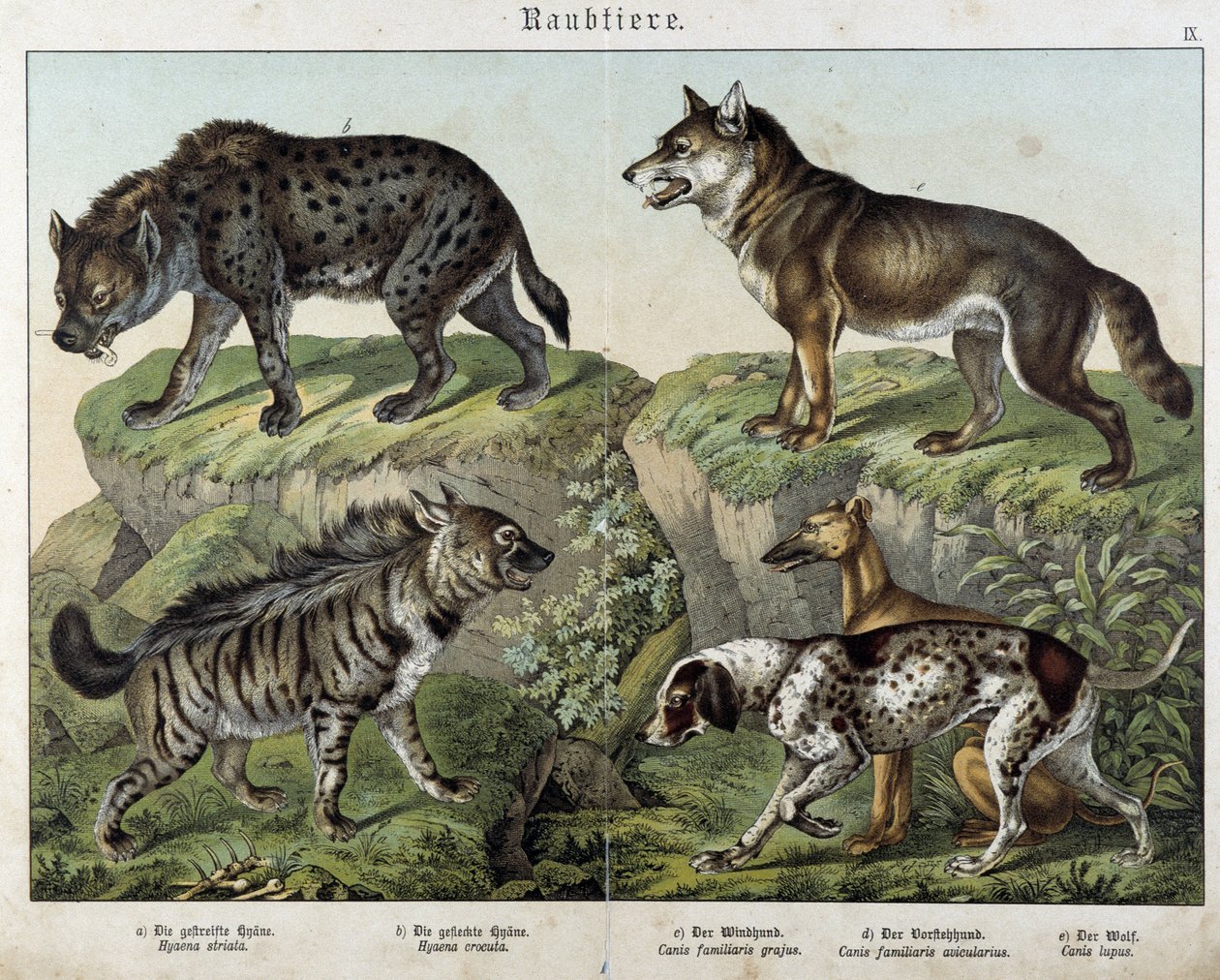 Hyæner og hunde. i "" Natural historier of pattedyr", red. Schreiber af Unknown artist