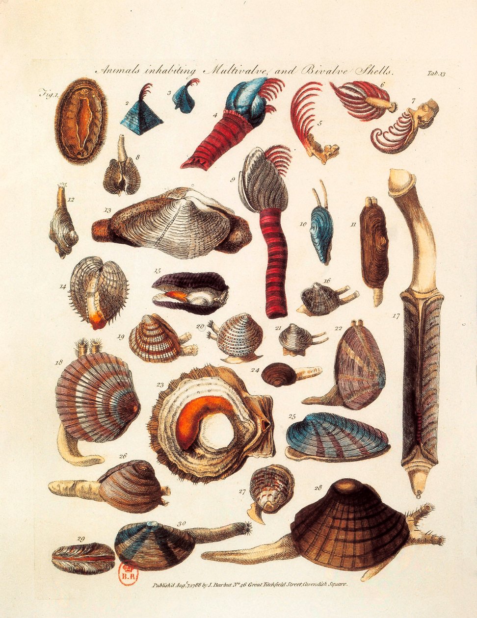 Illustreret side, der repræsenterer de forskellige arter af toskallede og flerklappede dyr taget fra traktaterne "The Genera Vermium" af Unknown artist