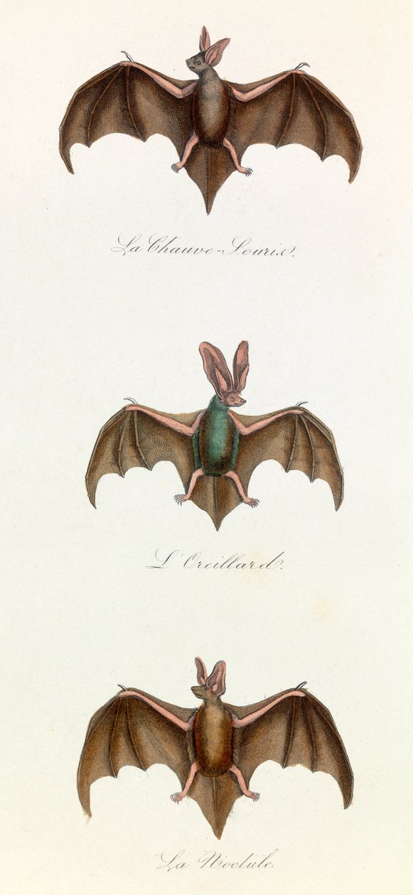 Illustration fra bogen "Buffons samlede værker": Les Quadrupedes: Flagermus (gravering) af Unknown artist