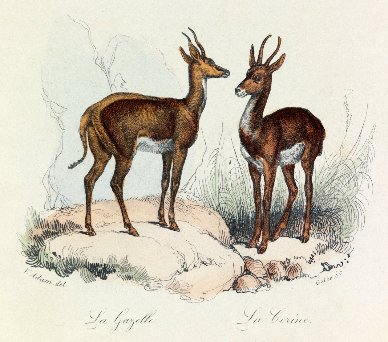 Illustration fra bogen "Buffons samlede værker": Les Quadrupedes: La gazelle et la corine (kobberstik) af Unknown artist