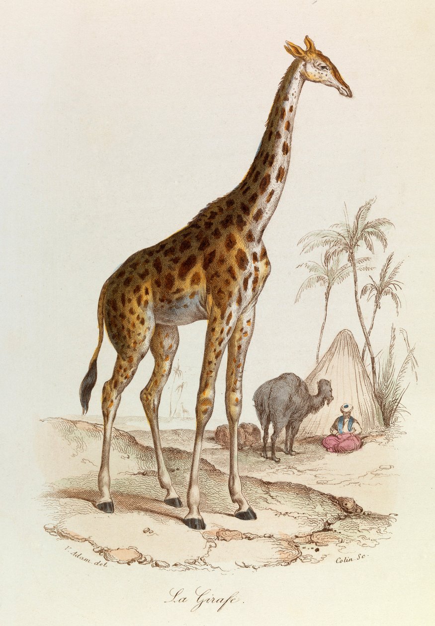 Illustration fra bogen "Buffons samlede værker": Les Quadrupedes: La giraffe (kobberstik) af Unknown artist