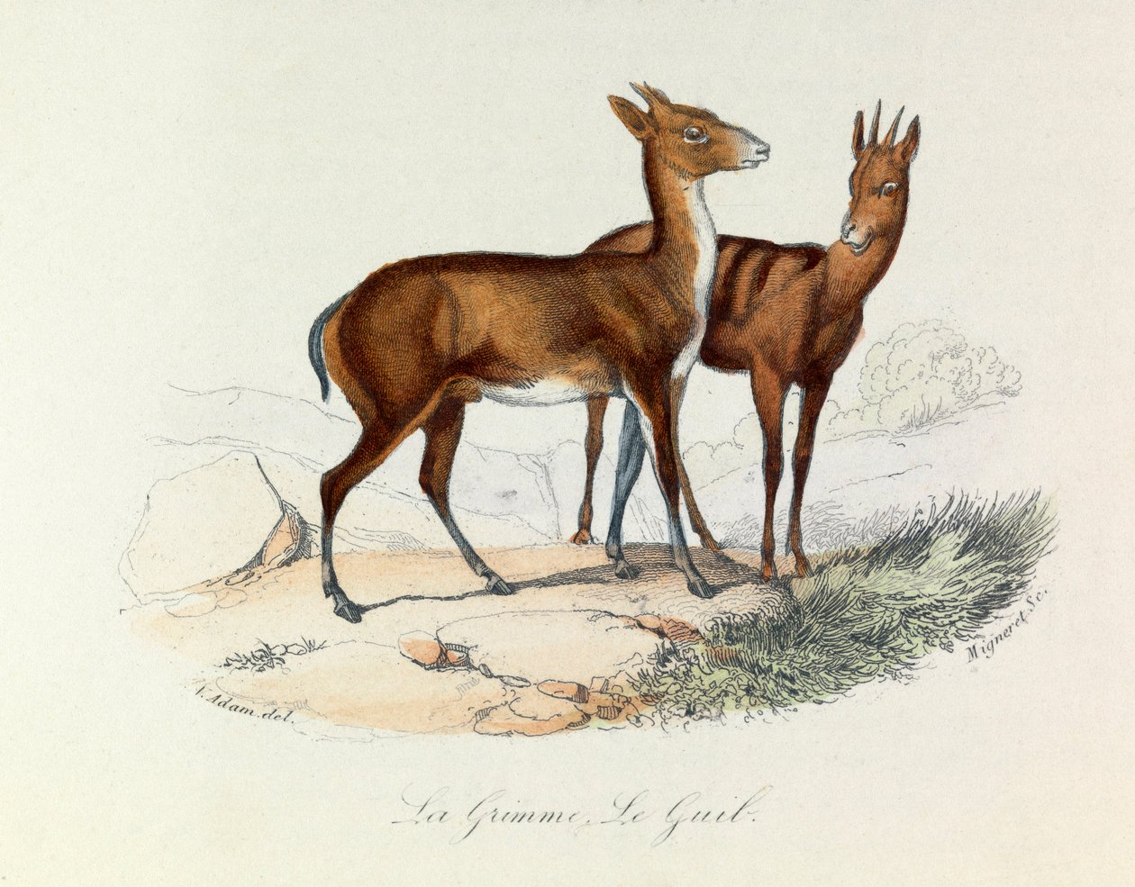 Illustration fra bogen "Buffons samlede værker": Les Quadrupedes: La grimme et le guib (kobberstik) af Unknown artist