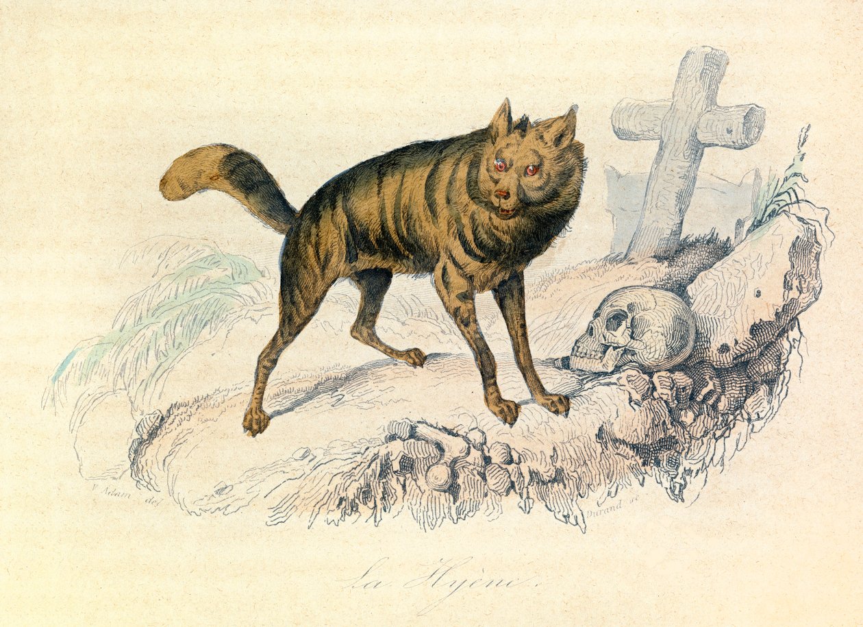 Illustration fra bogen "Buffons samlede værker": Les Quadrupedes: La hyene (gravering) af Unknown artist