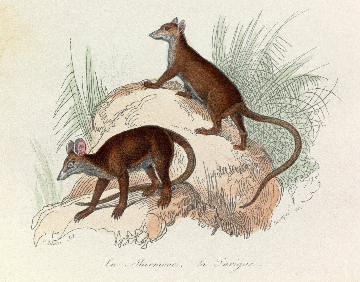 Illustration fra bogen "Buffons samlede værker": Les Quadrupedes: La marmot et la sarigue (kobberstik) af Unknown artist