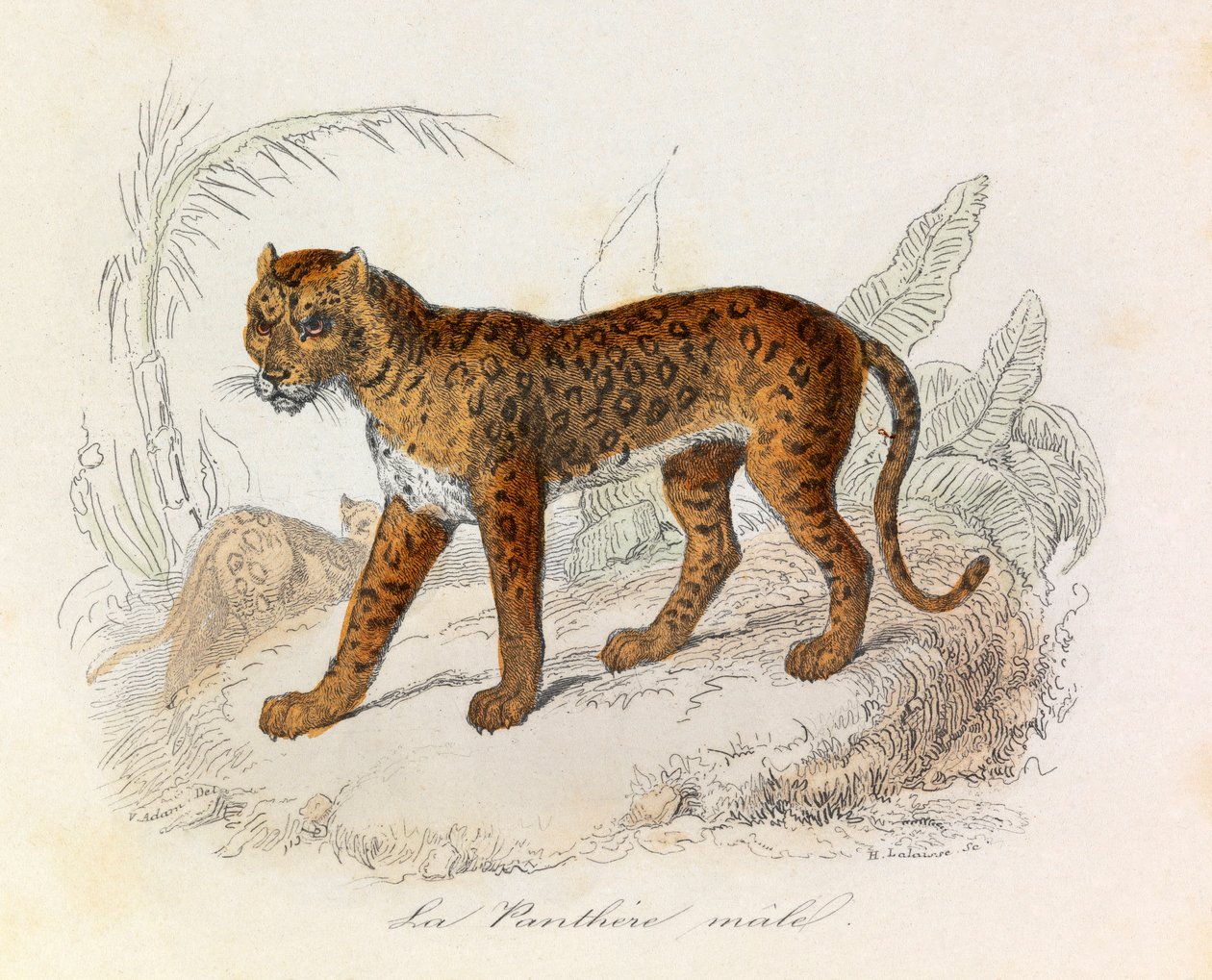Illustration fra bogen "Buffons samlede værker": Les Quadrupedes: La panthere (gravering) af Unknown artist