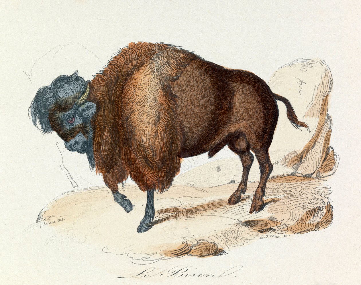 Illustration fra bogen "Buffons samlede værker": Les Quadrupedes: Le bison (gravering) af Unknown artist