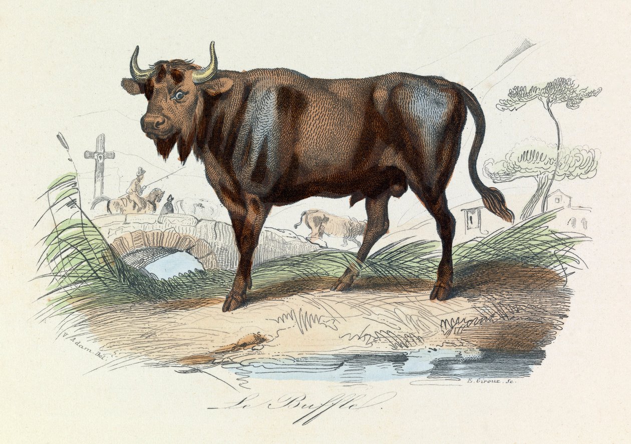 Illustration fra bogen "Buffons samlede værker": Les Quadrupedes: Le buffalo (gravering) af Unknown artist