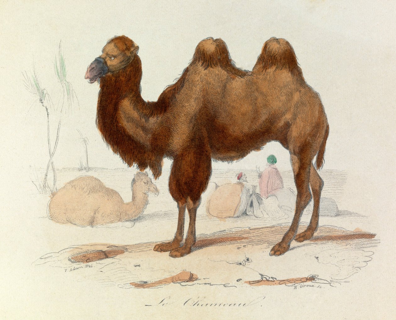 Illustration fra bogen "Buffons samlede værker": Les Quadrupedes: Le cameau (gravering) af Unknown artist
