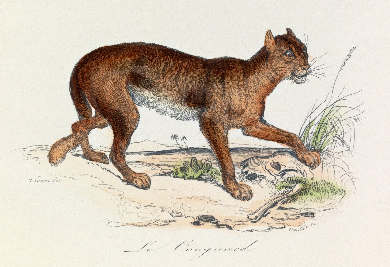 Illustration fra bogen "Buffons samlede værker": Les Quadrupedes: Le couguar (gravering) af Unknown artist