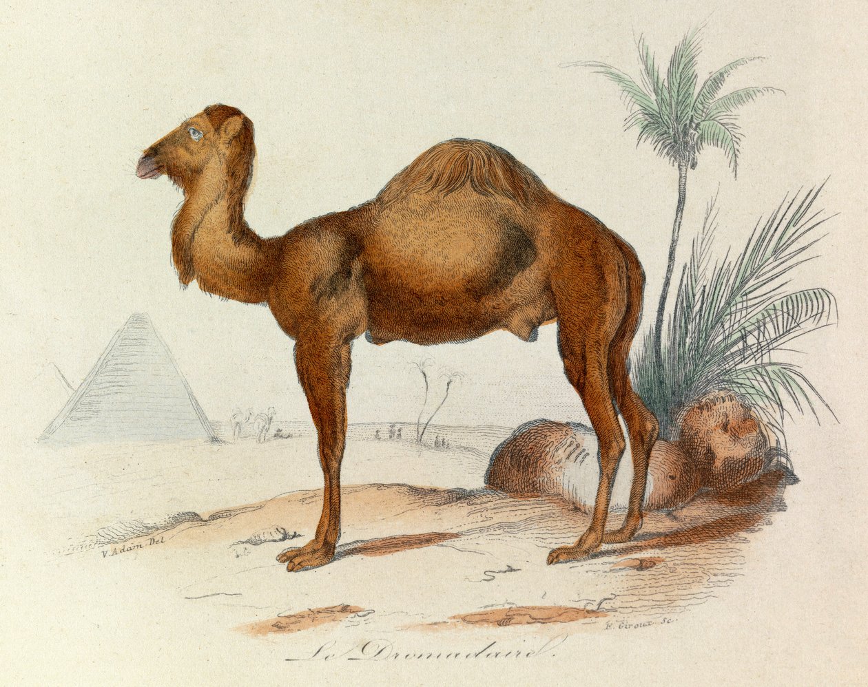 Illustration fra bogen "Buffons samlede værker": Les Quadrupedes: Le dromedaire (gravering) af Unknown artist