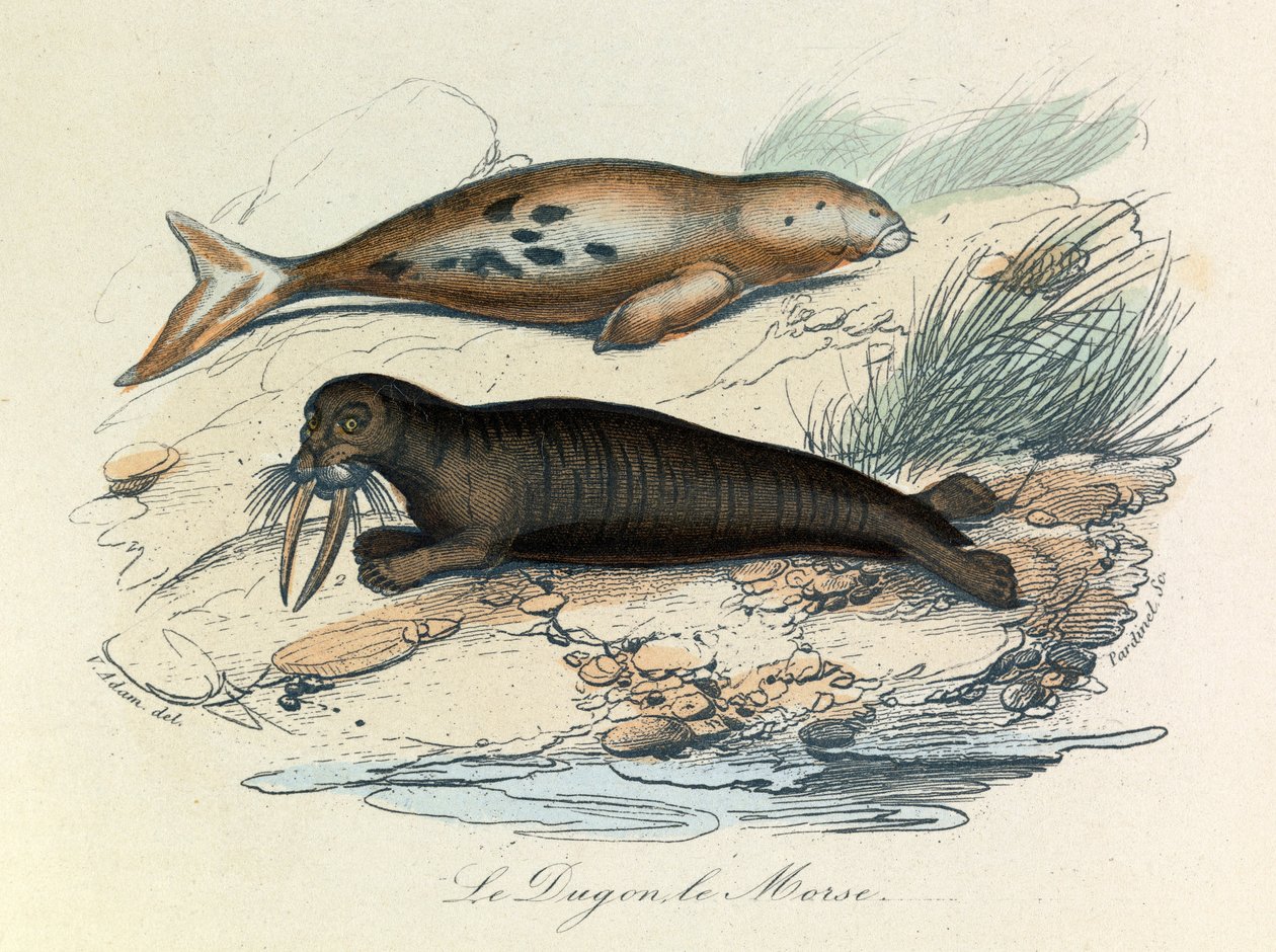 Illustration fra bogen "Buffons samlede værker": Les Quadrupedes: Le dugon et le walrus (gravering) af Unknown artist