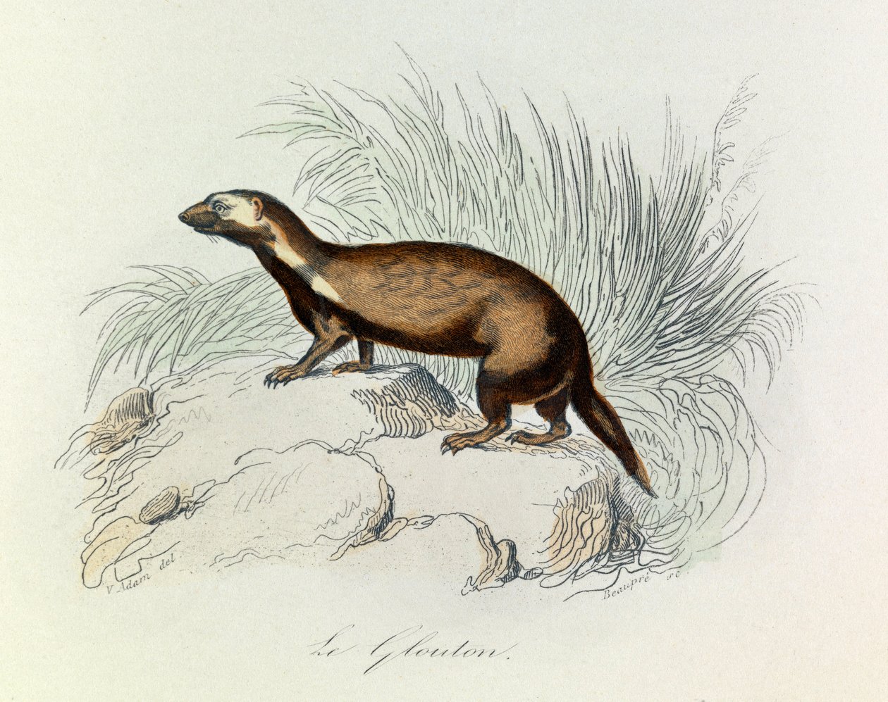 Illustration fra bogen "Buffons samlede værker": Les Quadrupedes: Le glouton (gravering) af Unknown artist