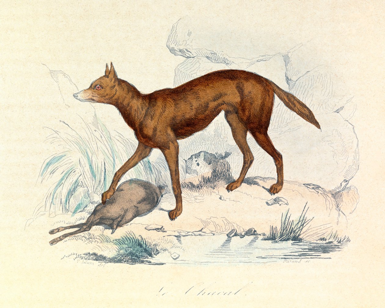 Illustration fra bogen "Buffons samlede værker": Les Quadrupedes: Sjakalen (gravering) af Unknown artist