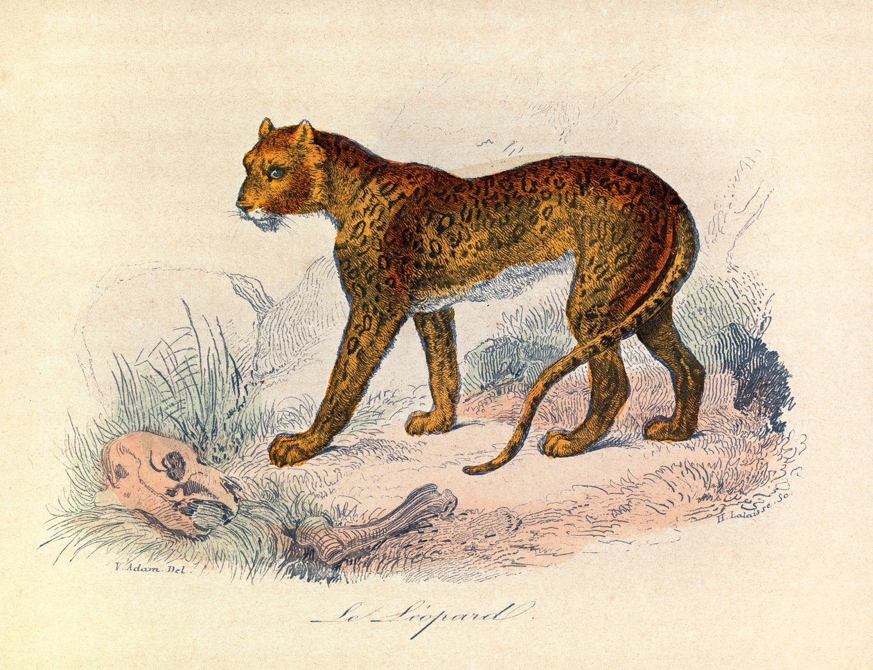 Illustration fra bogen "Buffons samlede værker": Les Quadrupedes: Le leopard (kobberstik) af Unknown artist