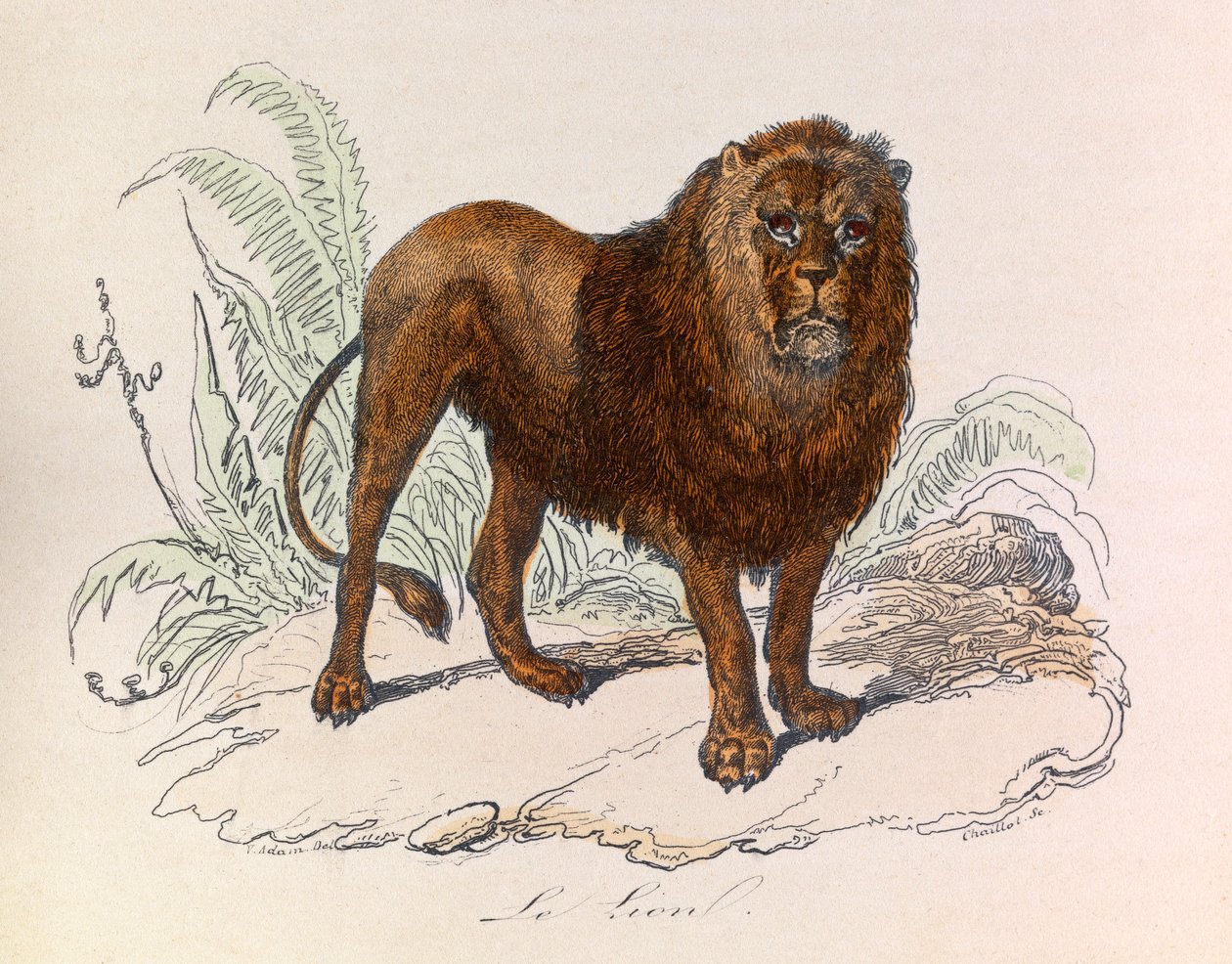 Illustration fra bogen "Buffons samlede værker": Les Quadrupedes: Le lion (gravering) af Unknown artist