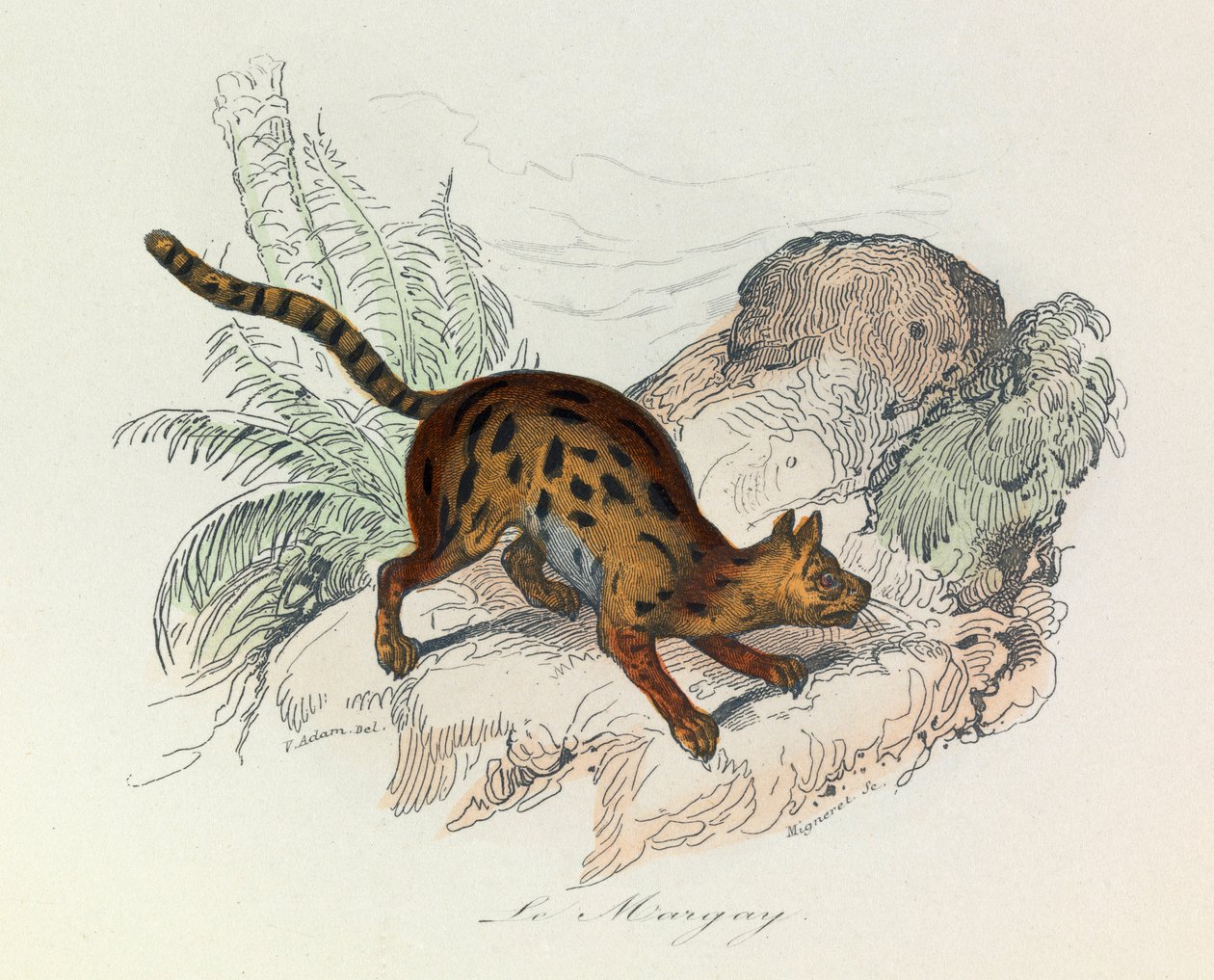 Illustration fra bogen "Buffons samlede værker": Les Quadrupedes: Le margay (kobberstik) af Unknown artist