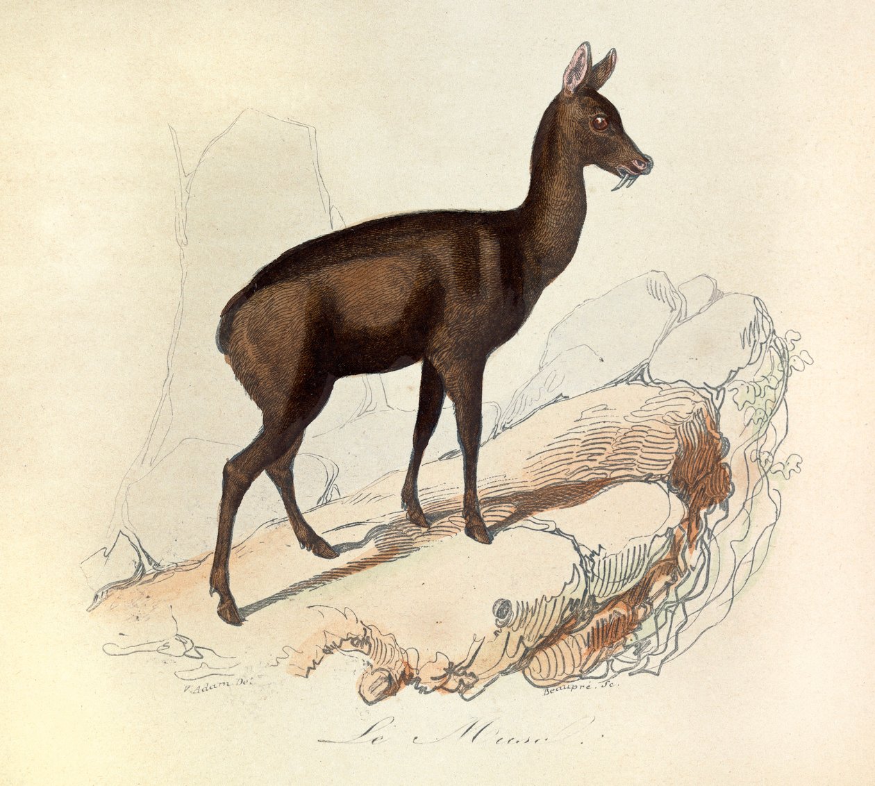 Illustration fra bogen "Buffons samlede værker": Les Quadrupedes: Le musc (gravering) af Unknown artist