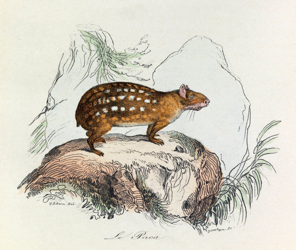 Illustration fra bogen "Buffons samlede værker": Les Quadrupedes: Le paca (gravering) af Unknown artist