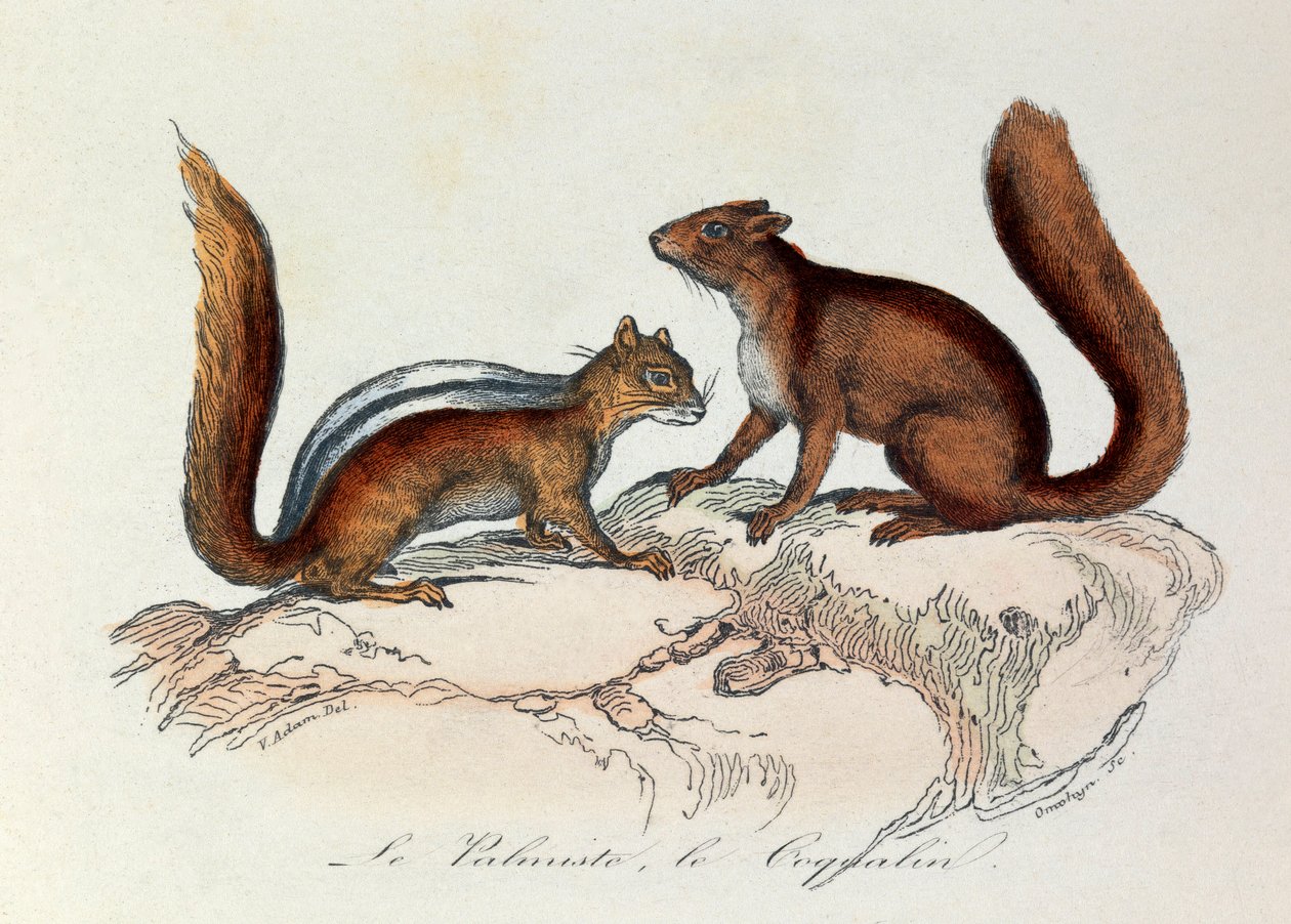 Illustration fra bogen "Buffons samlede værker": Les Quadrupedes: Le palmist et le coquallin (kobberstik) af Unknown artist