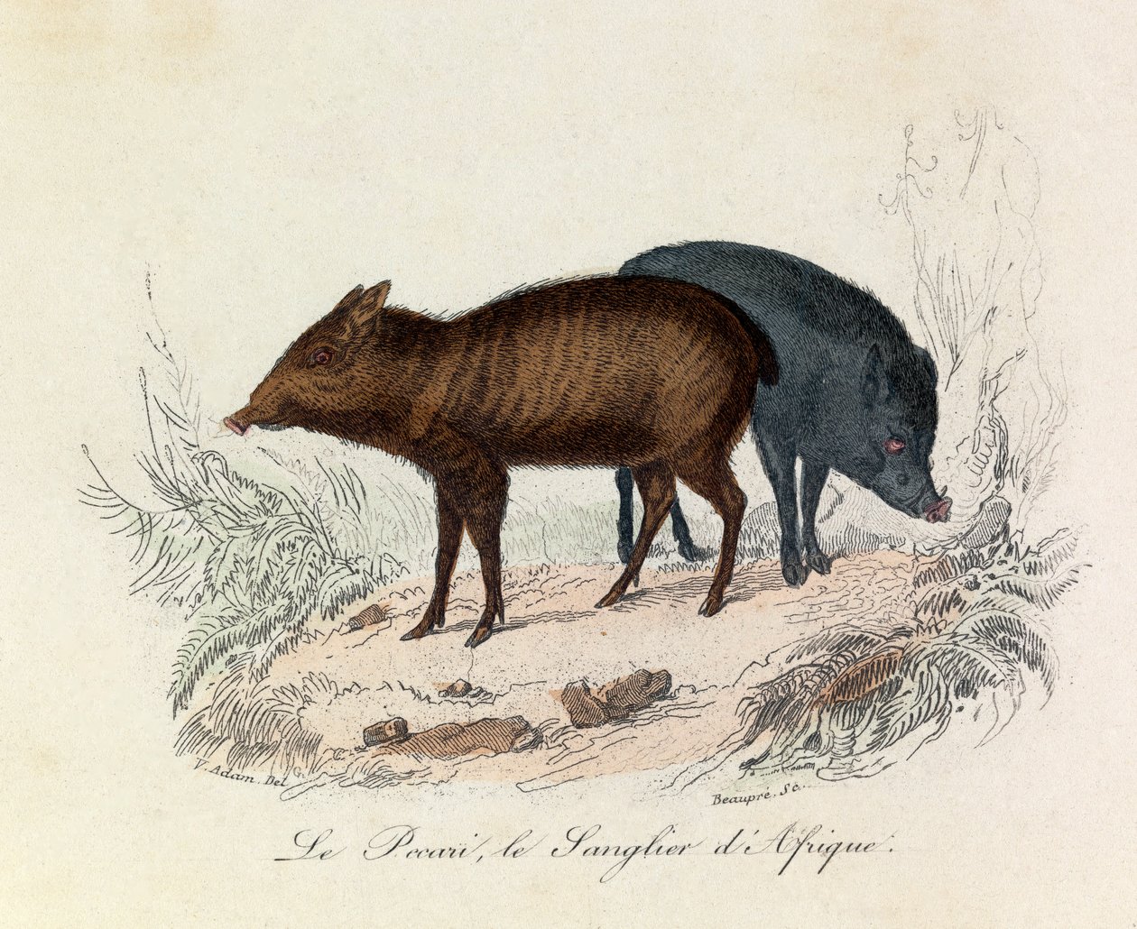 Illustration fra bogen "Buffons samlede værker": Les Quadrupedes: Le pecari et le boar d