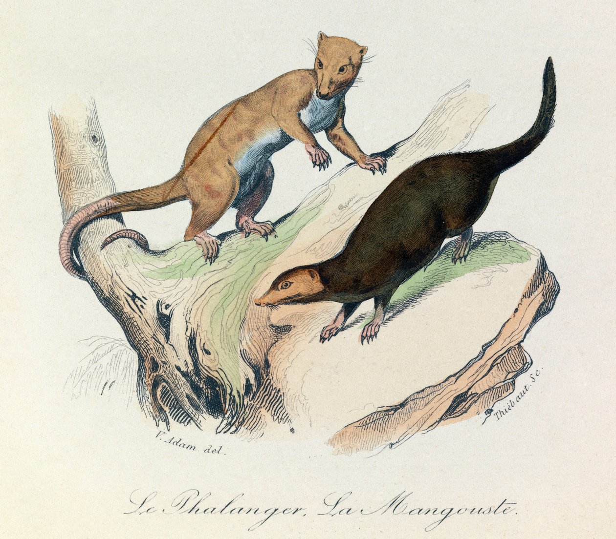 Illustration fra bogen "Buffons samlede værker": Les Quadrupedes: Le phalanger et la mangouste (kobberstik) af Unknown artist