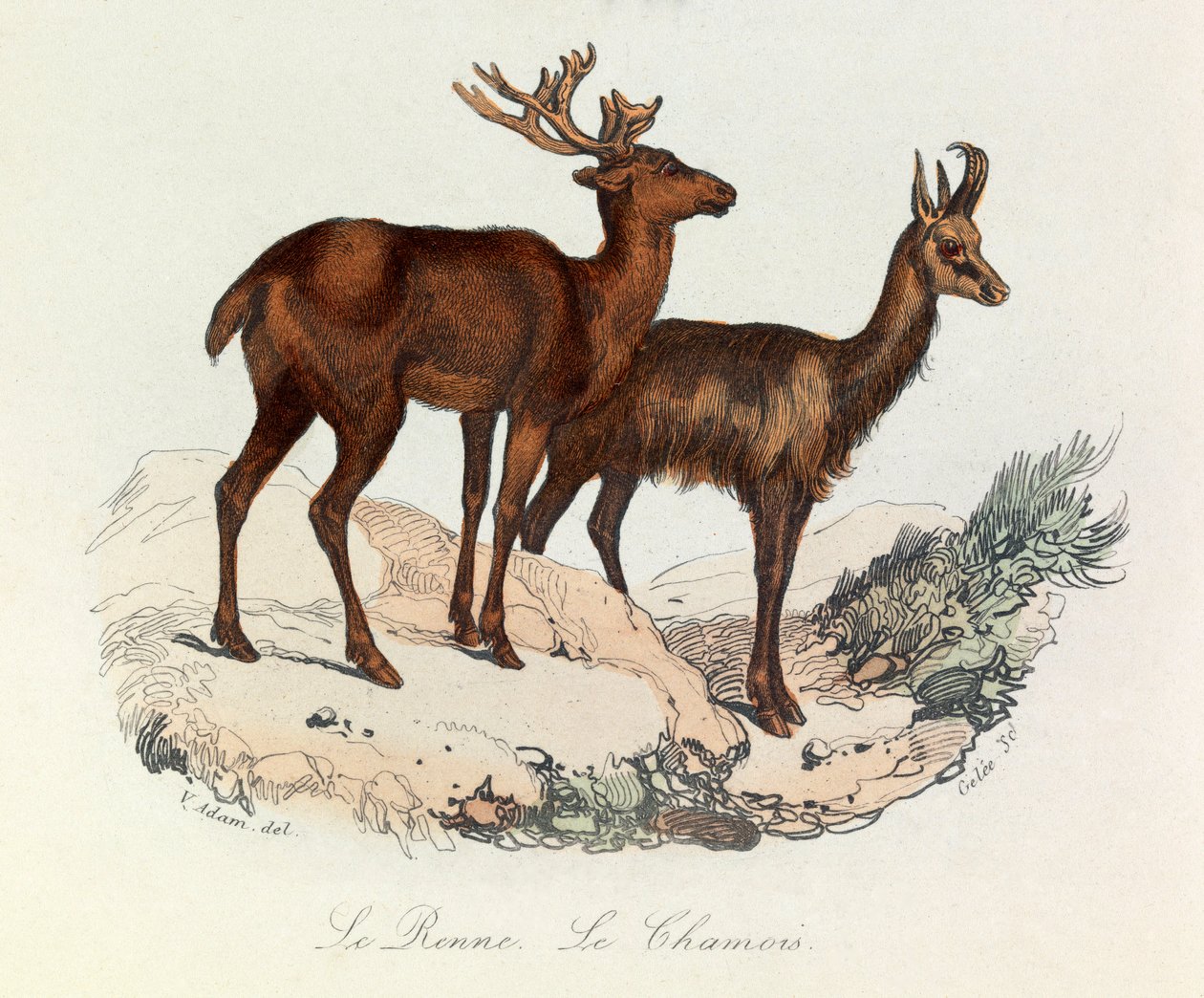 Illustration fra bogen "Buffons samlede værker": Les Quadrupedes: Le reinne et la chamois (gravering) af Unknown artist