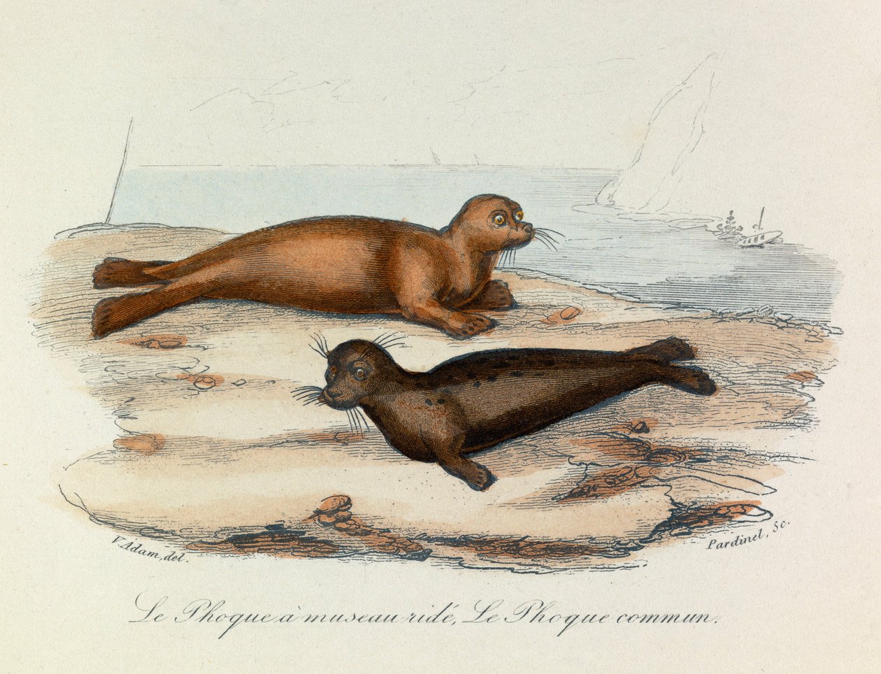 Illustration fra bogen "Buffons samlede værker": Les Quadrupedes: Le seal a snout ride et le seal (kobberstik) af Unknown artist