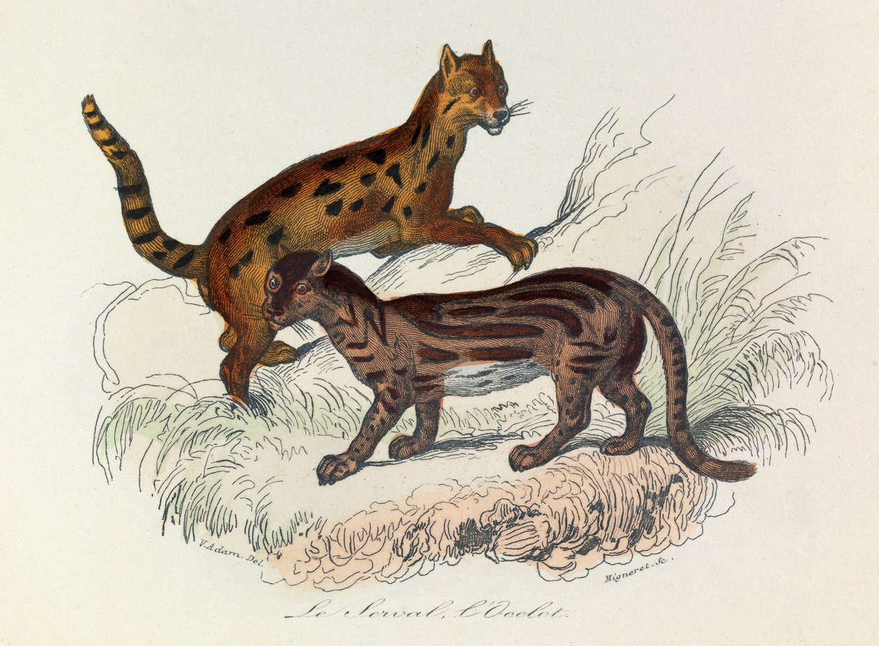 Illustration fra bogen "Buffons samlede værker": Les Quadrupedes: Le serval et l