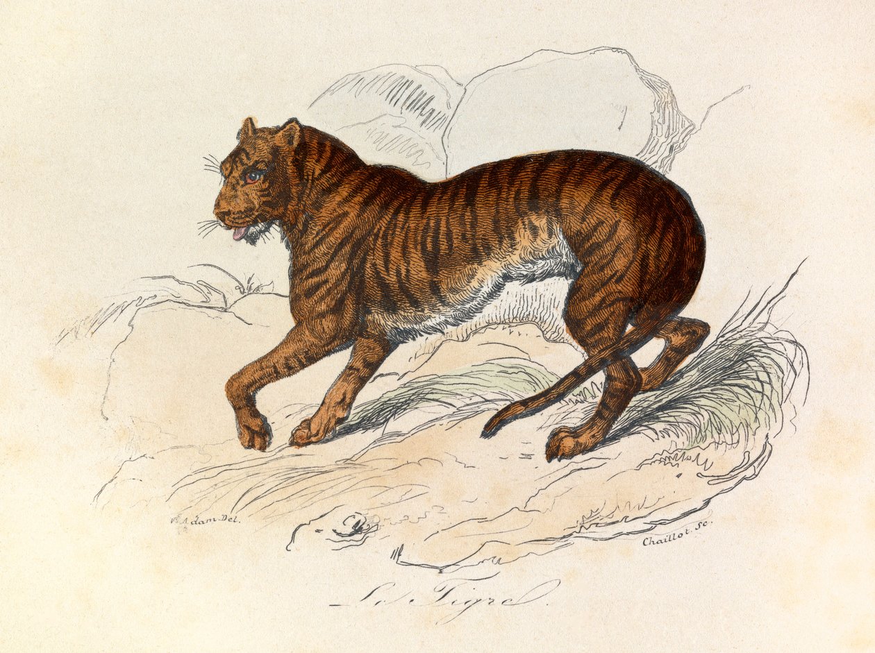 Illustration fra bogen "Buffons samlede værker": Les Quadrupedes: Le tigre (gravering) af Unknown artist