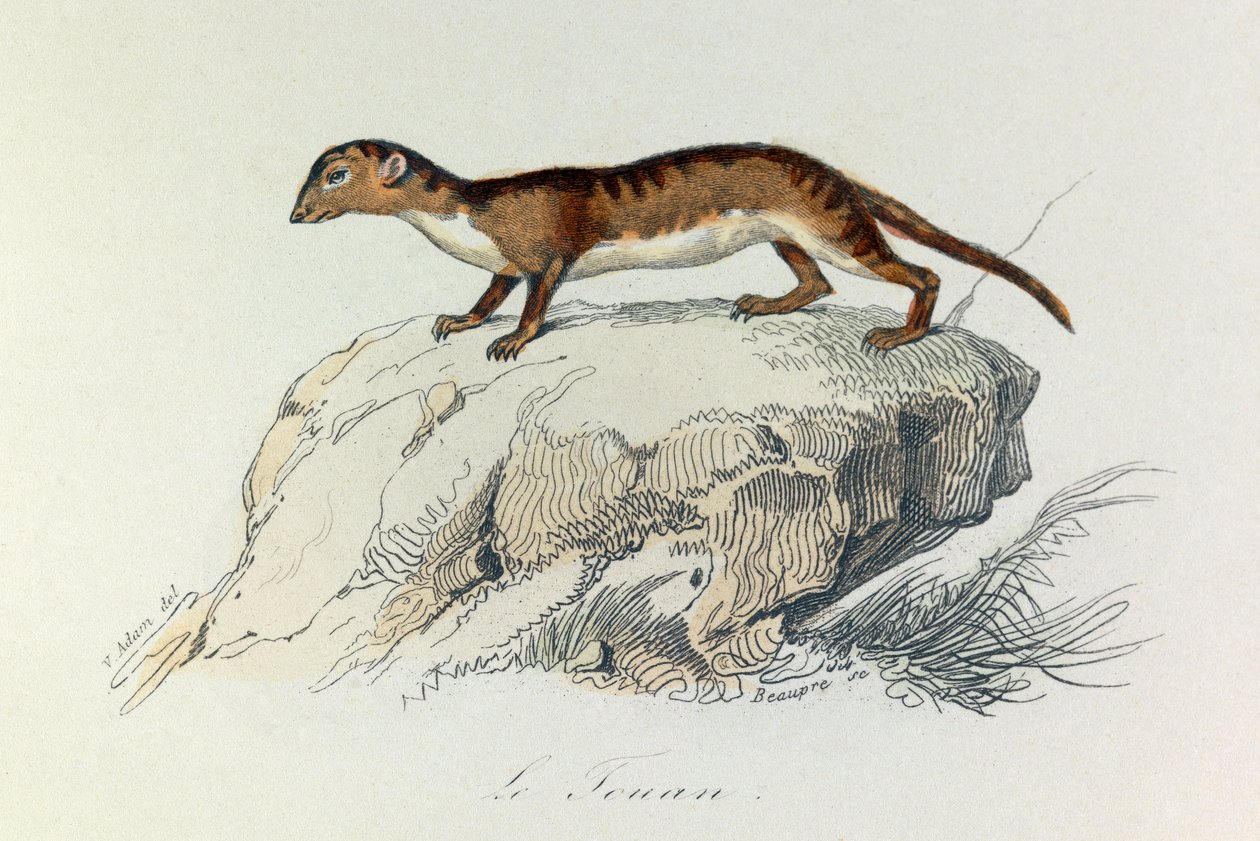 Illustration fra bogen "Buffons samlede værker": Les Quadrupedes: Le touan (gravering) af Unknown artist