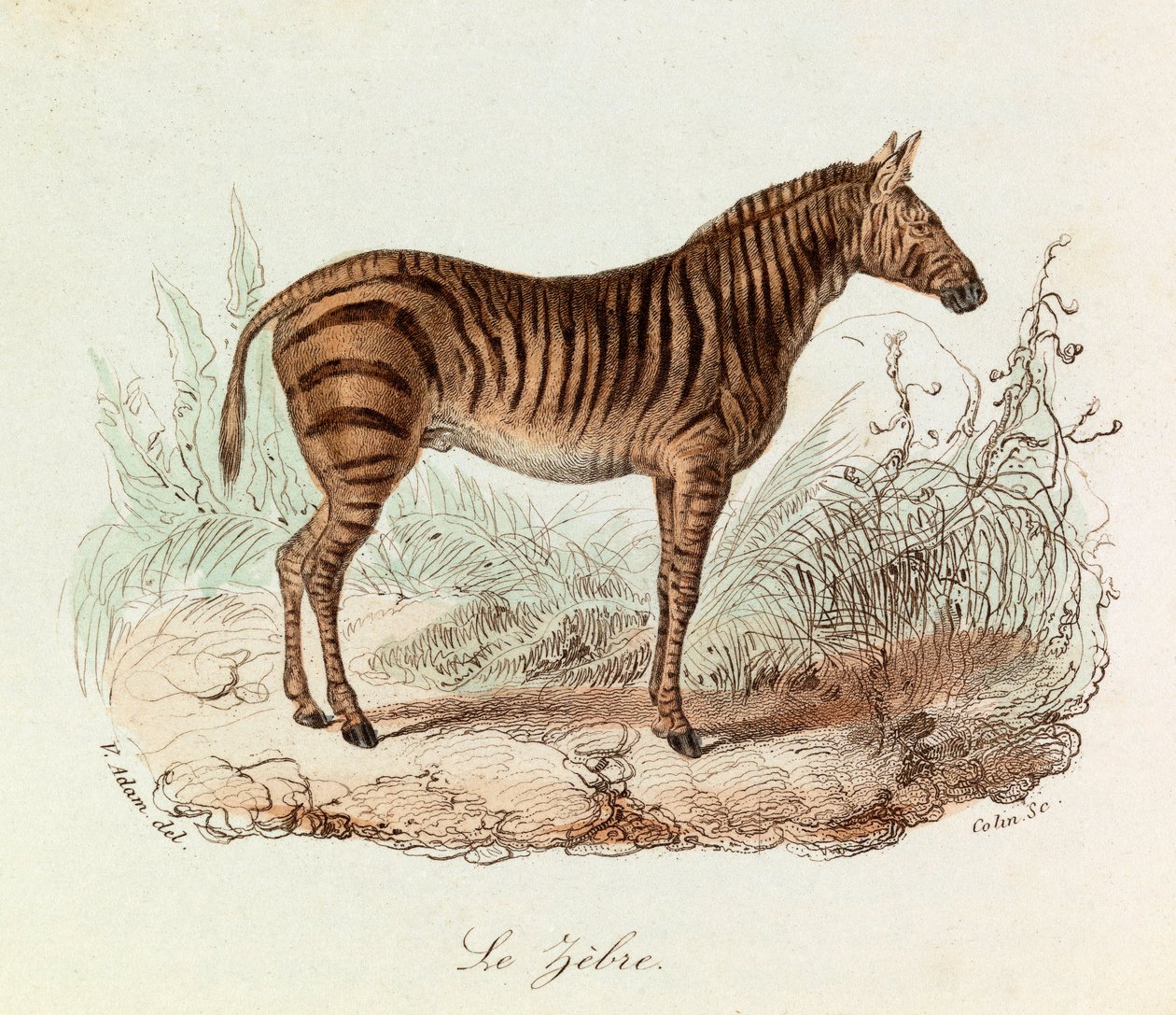 Illustration fra bogen "Buffons samlede værker": Les Quadrupedes: Le zebre (gravering) af Unknown artist