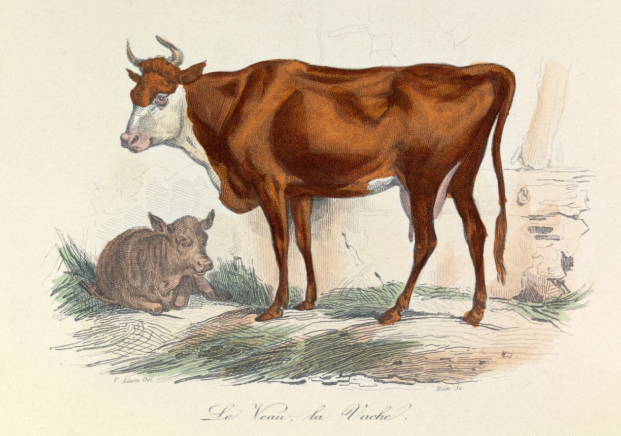 Illustration fra bogen "Buffons samlede værker": Les animaux: La coache et son veau (kobberstik) af Unknown artist