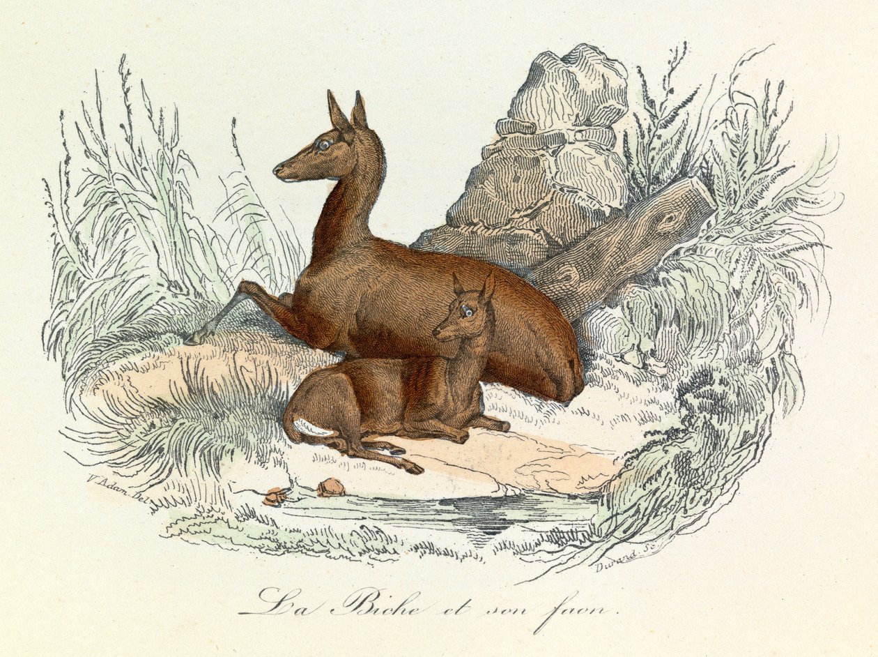 Illustration fra bogen "Buffons samlede værker": Les animaux: La doe et son fawn (gravering) af Unknown artist