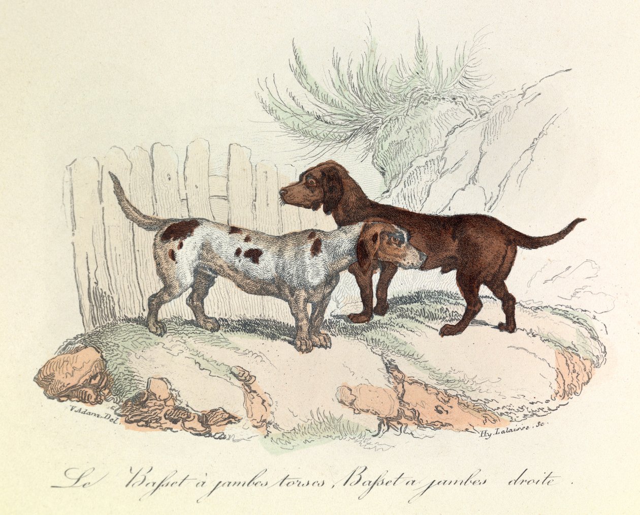 Illustration fra bogen "Buffons samlede værker": Les animaux: Le basset a torso legs et le basset a straight legs (kobberstik) af Unknown artist