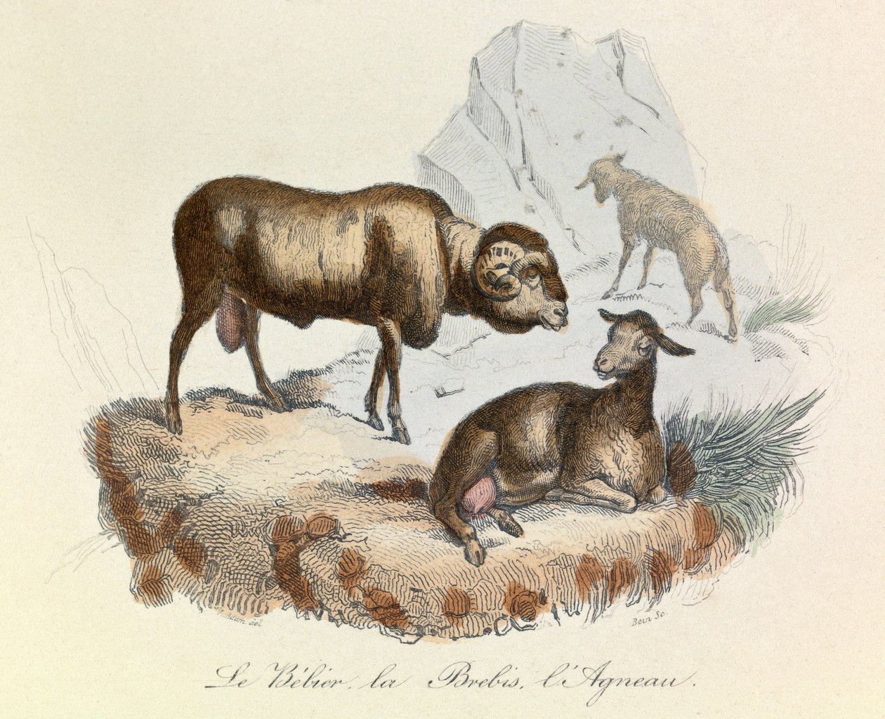 Illustration fra bogen "Buffons samlede værker": Les animaux: Le belier, la ewe et l