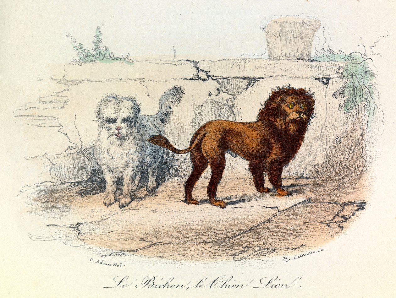 Illustration fra bogen "Buffons samlede værker": Les animaux: Le bichon et le chien lion (kobberstik) af Unknown artist