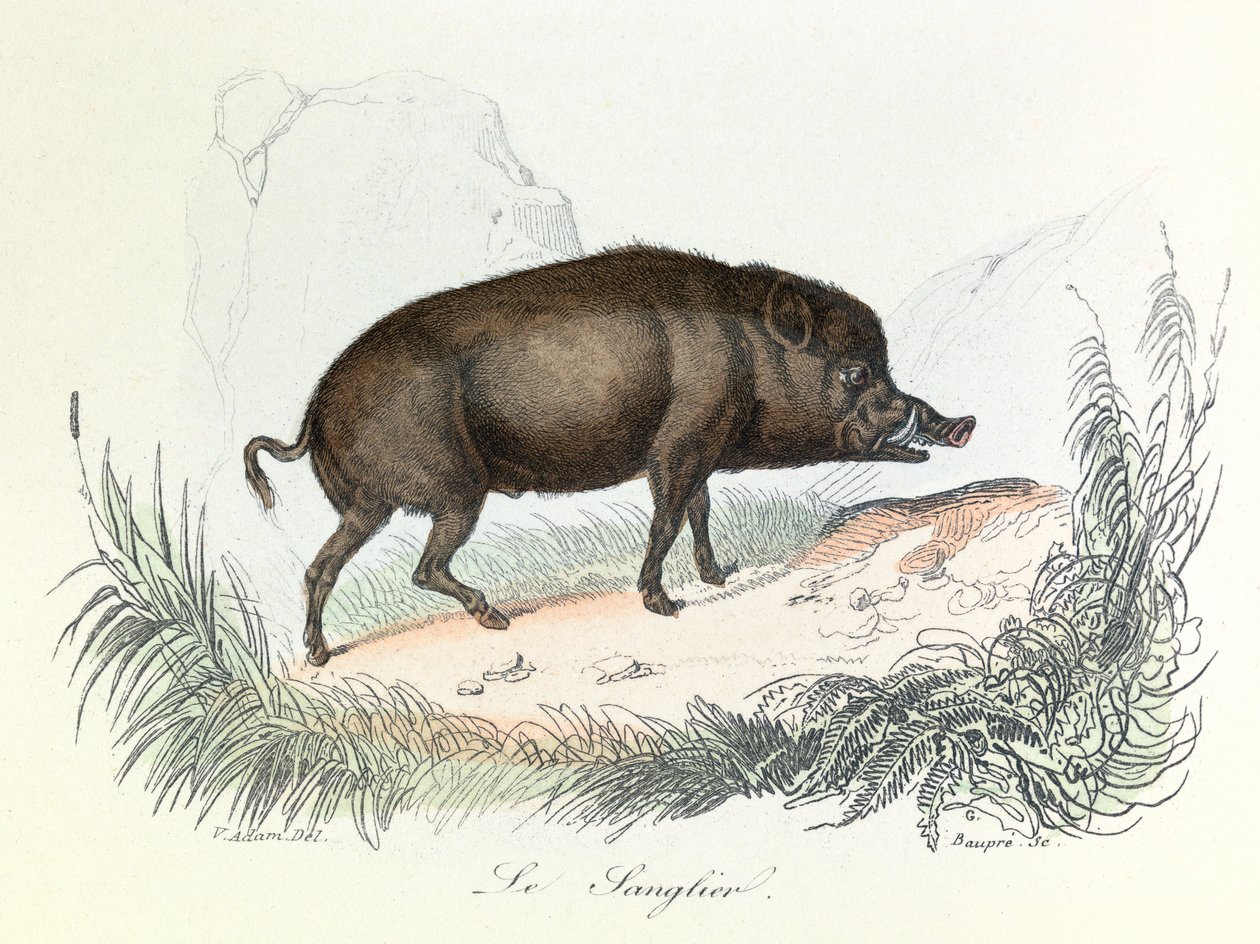 Illustration fra bogen "Buffons samlede værker": Les animaux: Vildsvinet (kobberstik) af Unknown artist