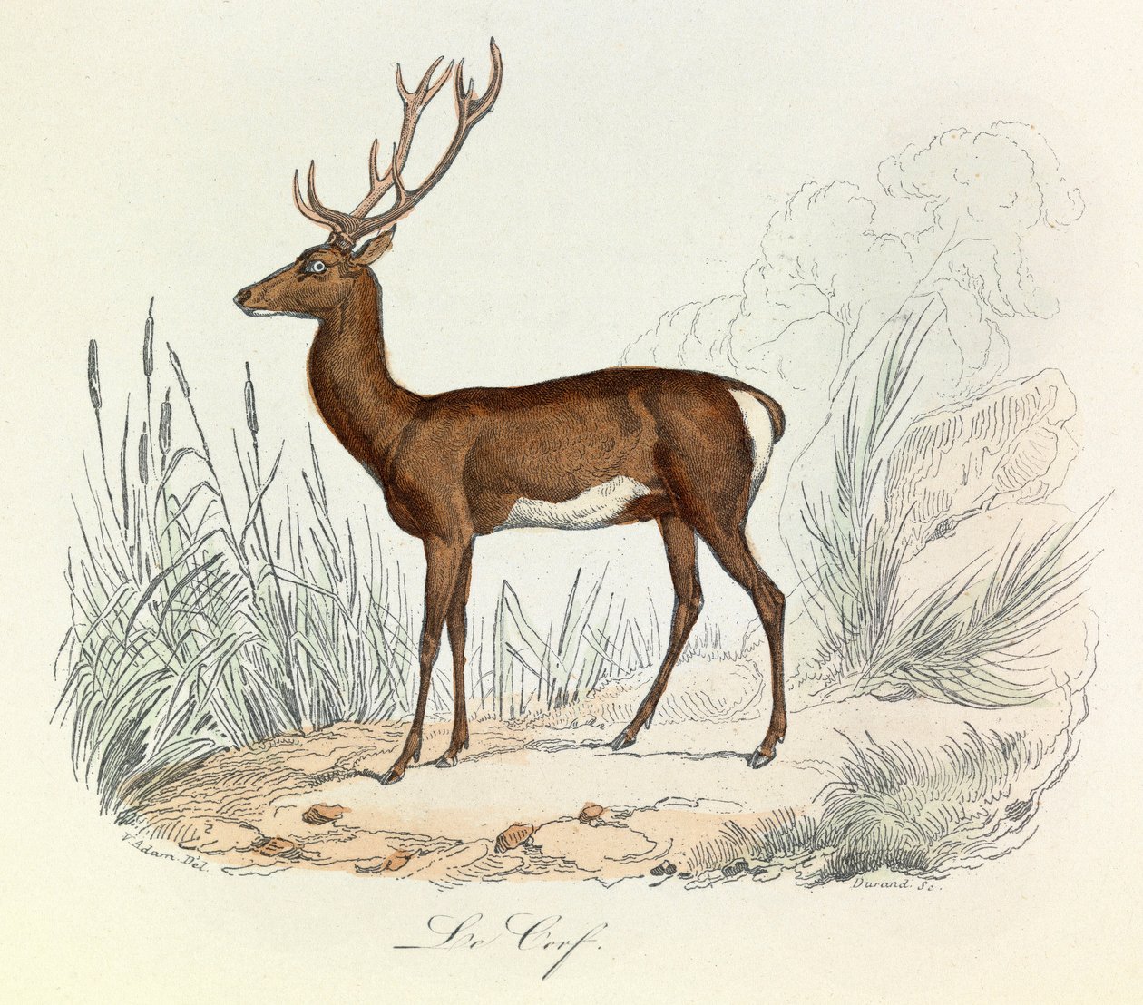 Illustration fra bogen "Buffons samlede værker": Les animaux: Le cerf (gravering) af Unknown artist