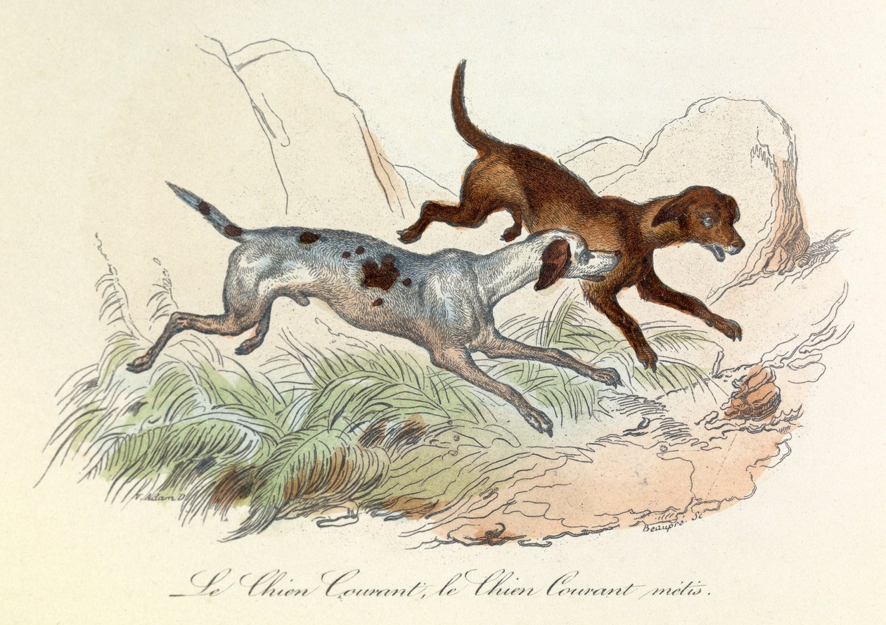 Illustration fra bogen "Buffons samlede værker": Les animaux: Le chien courant et le chien courant metis (kobberstik) af Unknown artist