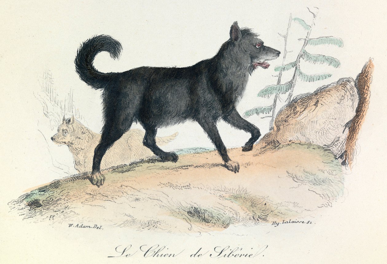 Illustration fra bogen "Buffons samlede værker": Les animaux: Le chien de Siberie (kobberstik) af Unknown artist