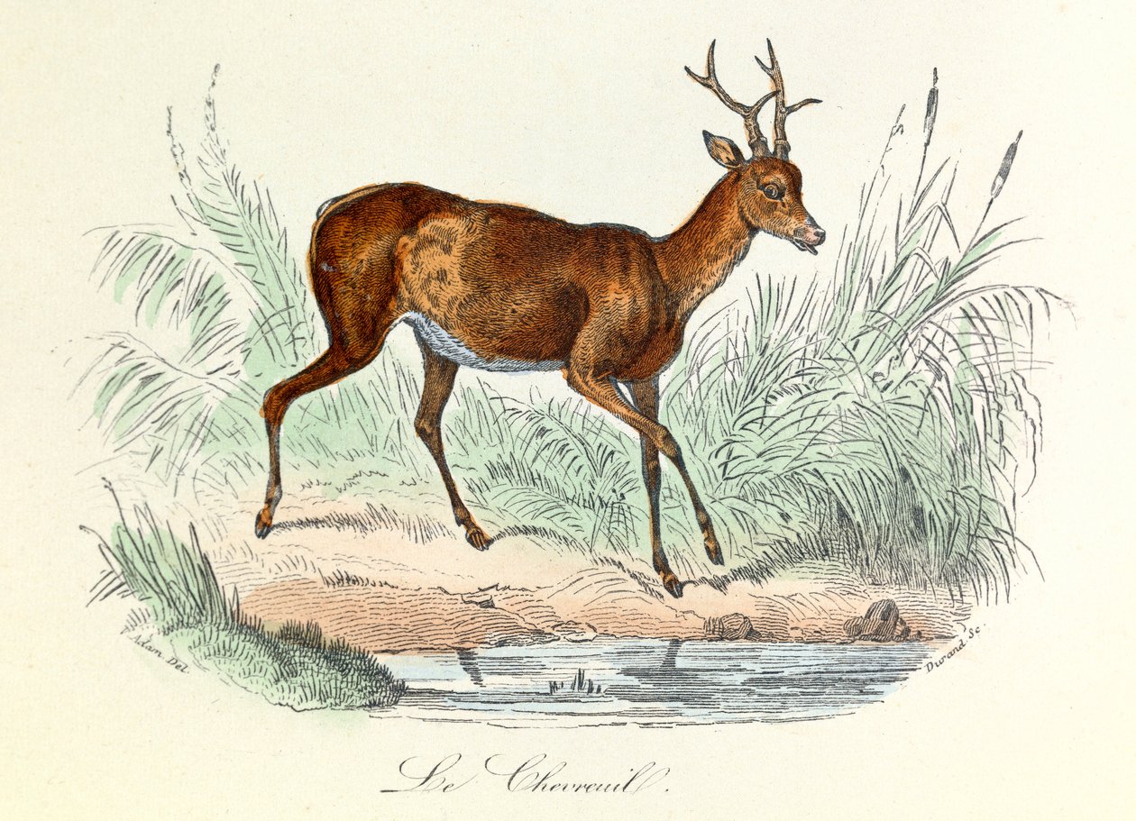 Illustration fra bogen "Buffons samlede værker": Les animaux: Le deer (gravering) af Unknown artist