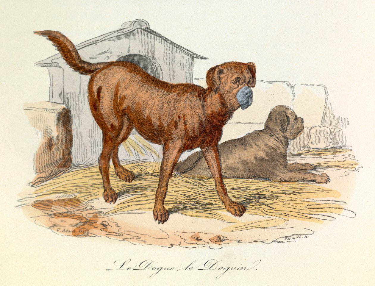 Illustration fra bogen "Buffons samlede værker": Les animaux: Le dogue et le doguin (kobberstik) af Unknown artist