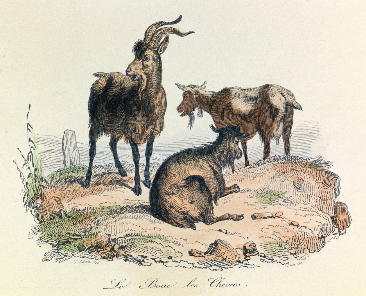Illustration fra bogen "Buffons samlede værker": Les animaux: Le goat et les goats (kobberstik) af Unknown artist