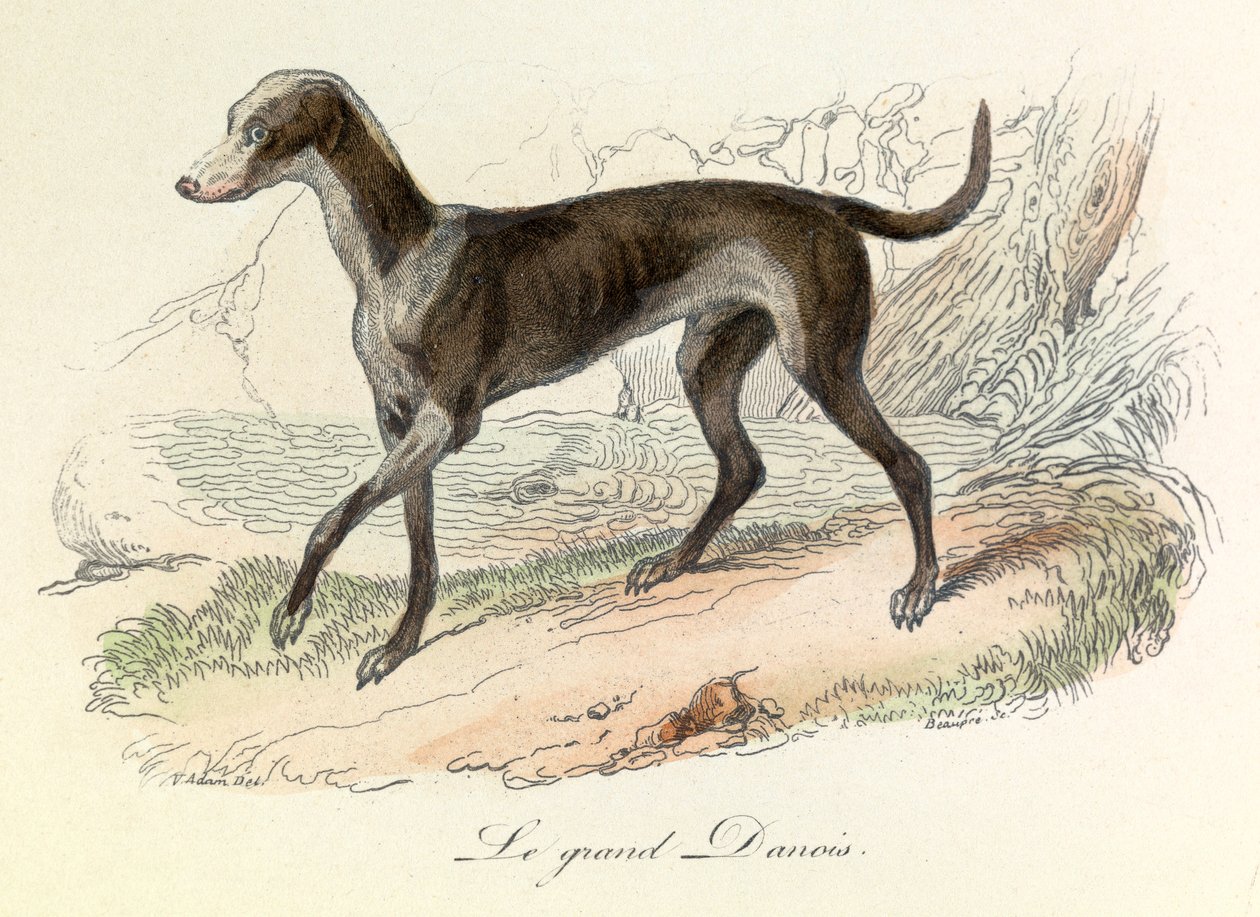 Illustration fra bogen "Buffons samlede værker": Les animaux: Le grand danois (kobberstik) af Unknown artist