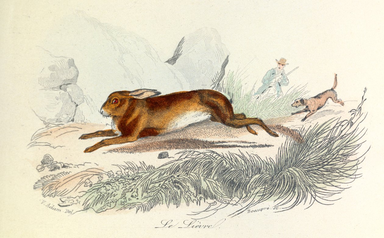 Illustration fra bogen "Buffons samlede værker": Les animaux: Le hare (kobberstik) af Unknown artist