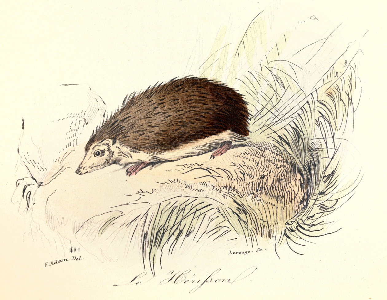 Illustration fra bogen "Buffons samlede værker": Les animaux: Le herisson (kobberstik) af Unknown artist
