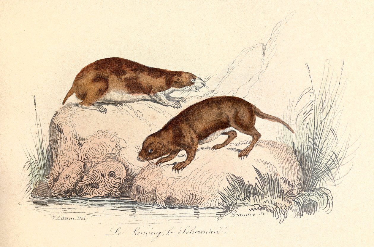 Illustration fra bogen "Buffons samlede værker": Les animaux: Le leming et le scherman (kobberstik) af Unknown artist