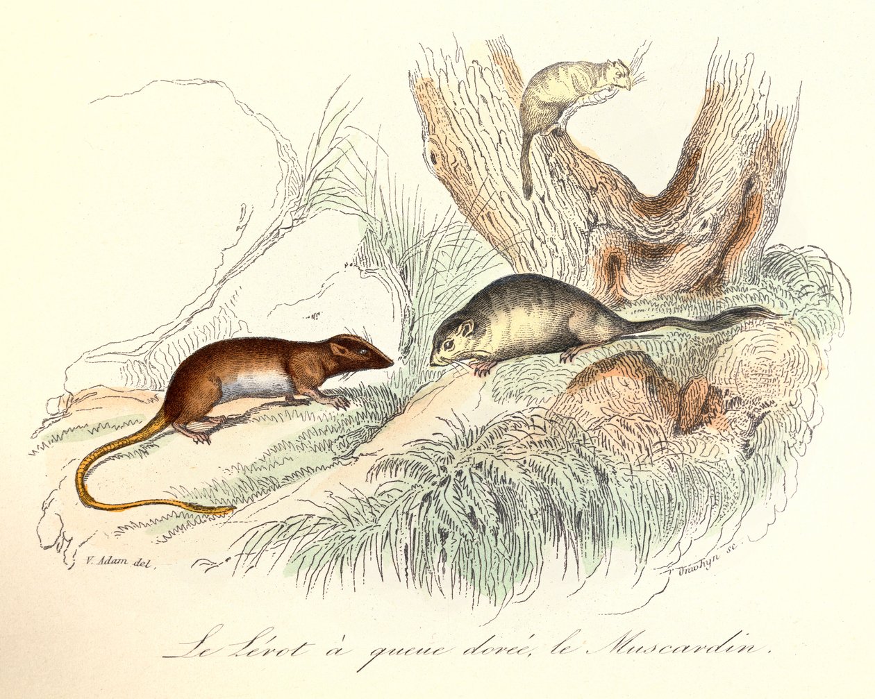 Illustration fra bogen "Buffons samlede værker": Les animaux: Le lerot a tail doree et le muscardin (kobberstik) af Unknown artist