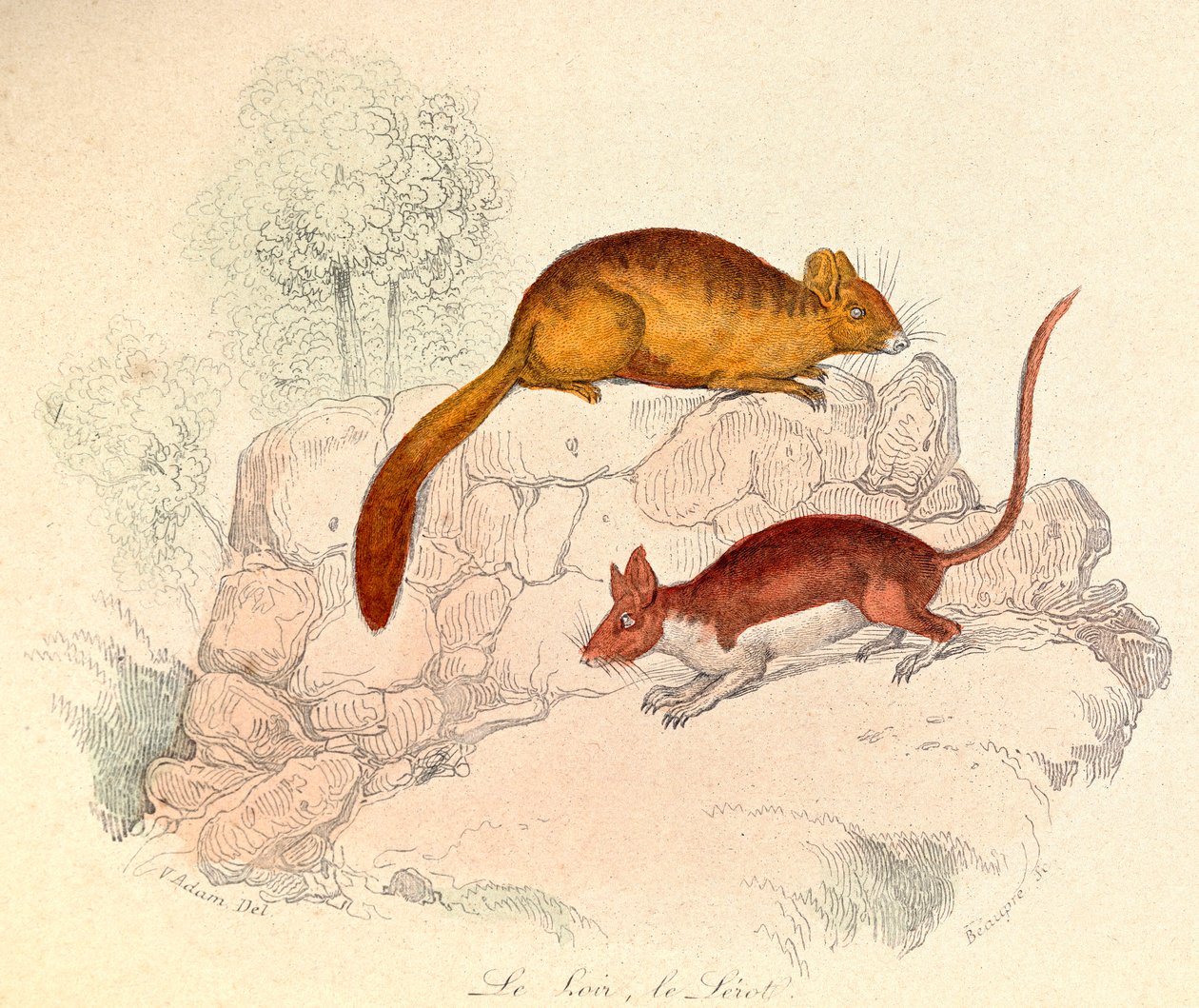 Illustration fra bogen "Buffons samlede værker": Les animaux: Le loir et le lerot (kobberstik) af Unknown artist
